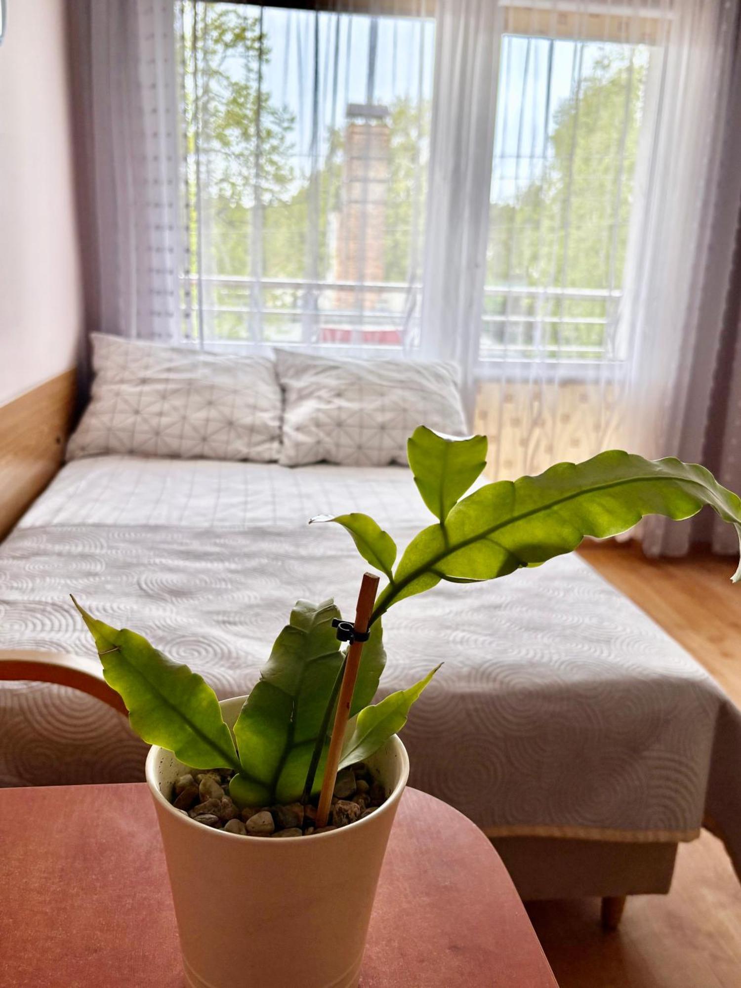 Bed and Breakfast Fonica Леба Экстерьер фото